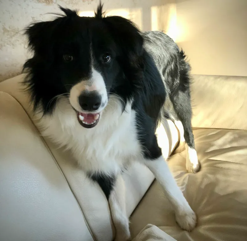 Louis, Reid's black and white Border Collie, smiling on a couch